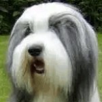 Profile photo of Don Colley